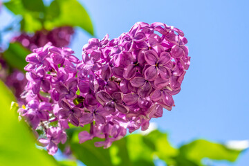 Terry blooming lilac on a summer day