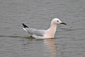 Slender-billed gull // Dünnschnabelmöwe (Chroicocephalus genei) - Mesolongi, Greece