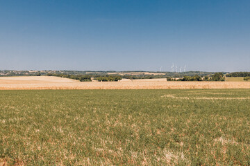 Champ de blé en été avec vue sur des éoliennes en arrière plan et ciel bleu en France