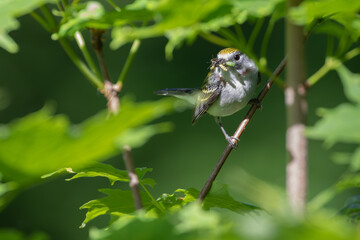 Fototapeta premium Chestnut-sided Warbler with food