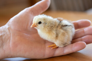 chicken in a hand