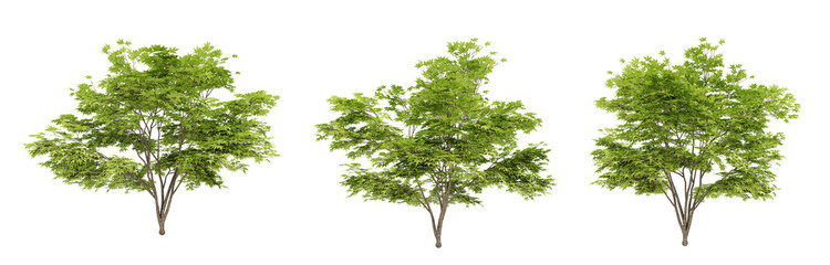 Acer palmatum trees on transparent background, 3d render illustration. - obrazy, fototapety, plakaty