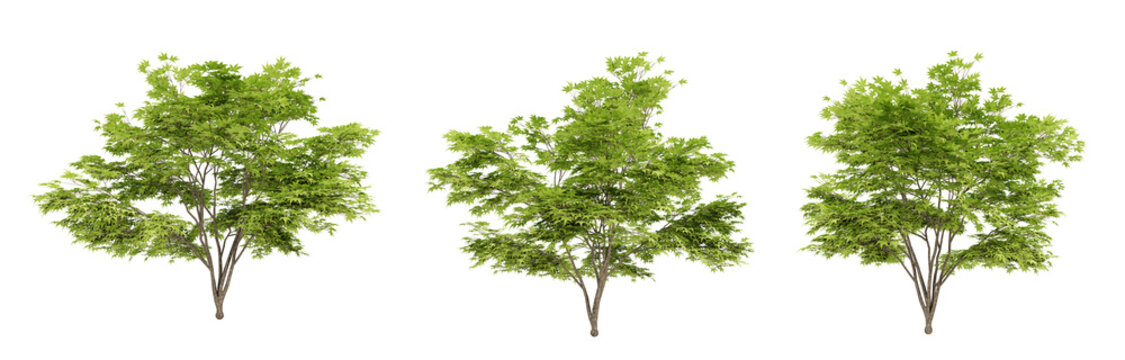 Acer palmatum trees on transparent background, 3d render illustration.