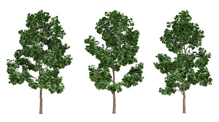 Acer platanoides trees on transparent background, 3d render illustration.