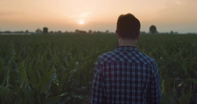 Slow Motion Back View Of a Man Walking Peacefully in a Corn Field During Sunset. Middle Aged Farmer Enjoying Good Weather and Nature, Inspecting his Crops, Living the Calm Countryside Rural Life