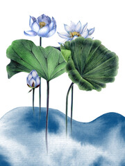 Illustration, poster depicting a white Egyptian lotus. Lotus flower with leaves, stems, bud. Hand drawing with pencils and watercolors, highlighted on a white background.