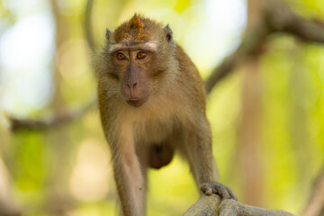 Monkey in forest sitting on a tree
