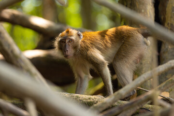 Monkey in forest sitting on a tree
