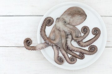 Octopus, Mediterranean seafood, delicacy, healthy food, on the table, white background