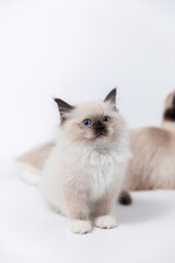 Beautiful Ragdoll kitten with blue eyes sitting on white background