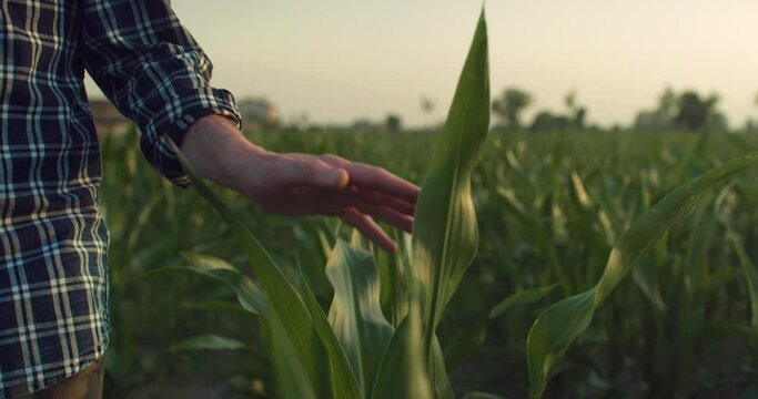 Slow Motion Close Up of the Hand of a Man Passing Through Leaves of Corn Crops during Sunset. Middle-Aged Farmer Walking Peacefully, Enjoying Good Weather and Nature, Inspecting his Crops