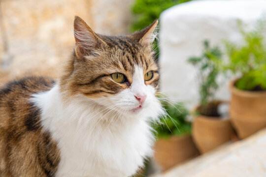 Closeup Portrait of a Cute Tabby Cat with White Chest Sitting on the Steps of Symi, Greece