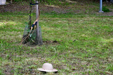 A close up on a straw hat and a set of professional bows  standing next to a small tree or forest seen on a sunny summer day during a medieval fair on a Polish countryside