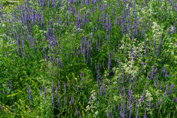 Blühender Lavendel im Sommer, Deutschland - 611338691