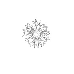 Sunflower. Sun flower for background.