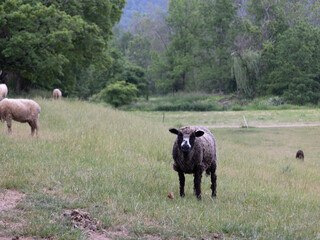Animals at Living History Farm 
