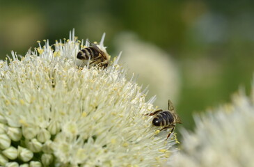 Biene auf einer Lauchblüte