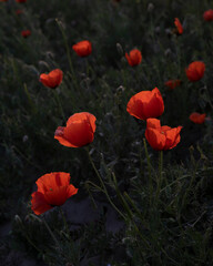 Red fresh poppies in a spring field at sunset in a backlit
