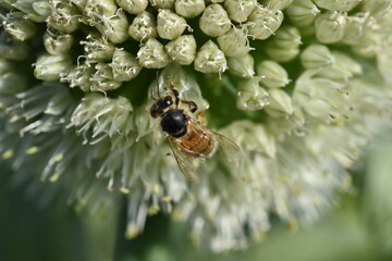 Biene auf einer Lauchblüte