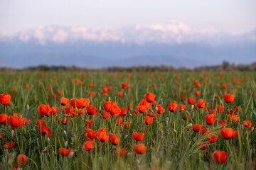 poppy field at the foot of the snowy mountains, near city of Almaty Kazakhstan