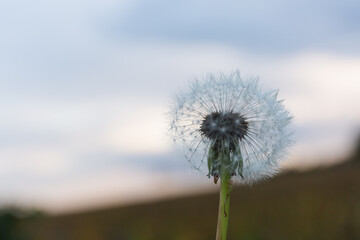 Close up of dandelion with the evening sky at the background