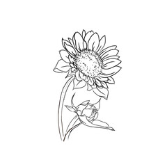 Obraz premium Sunflower. Sunflower in the garden. Sun flower for biground.