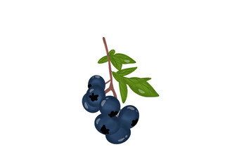 dark purple cartoon blueberry It is a fruit that can be used as a shop logo on a white background.
