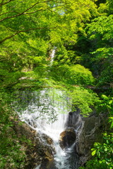 布引の滝（雌滝）と新緑　神戸市中央区にて