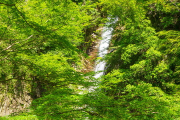 Fototapeta na wymiar 布引の滝（雌滝）と新緑　神戸市中央区にて