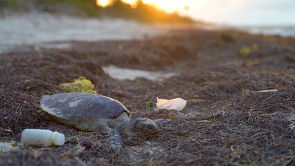 Closeup of sea turtle with blowing trash on the beach and sun setting in the distance.