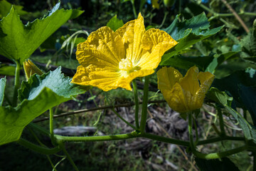 A Village's Treasures: Exploring Pumpkin Gourd and Blossom