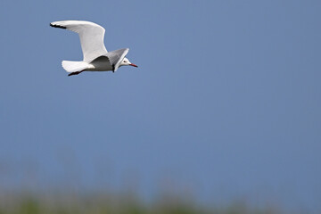 Fototapeta premium Slender-billed gull // Dünnschnabelmöwe (Chroicocephalus genei) - Greece