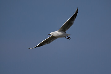 Slender-billed gull // Dünnschnabelmöwe (Chroicocephalus genei) - Greece