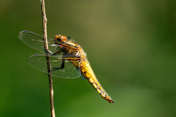 Plattbauch Weibchen