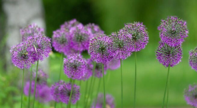 blossom of onion