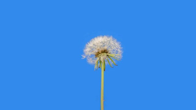 Dandelion flowering with white fertile crests 
