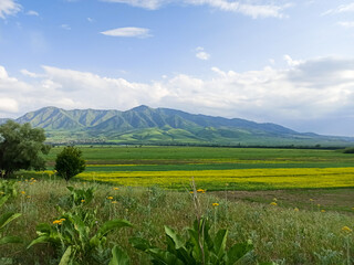 Blooming fields against the backdrop of mountains. Beautiful mountain landscape. Blooming summer herbs. Spring landscape. Kyrgyzstan.