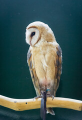 barn owl