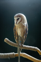 barn owl