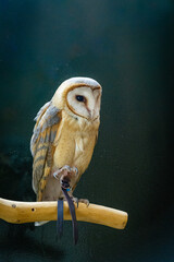 barn owl