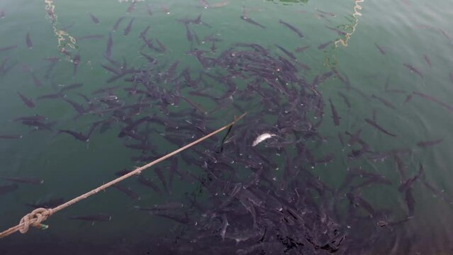 Big flock of fish on surface of the sea