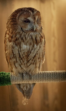 owl