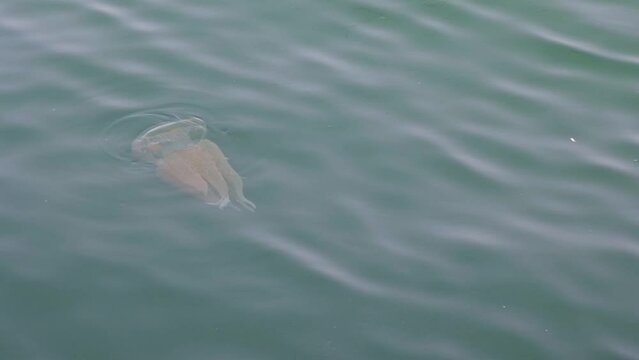 Jellyfish swim on surface of the sea