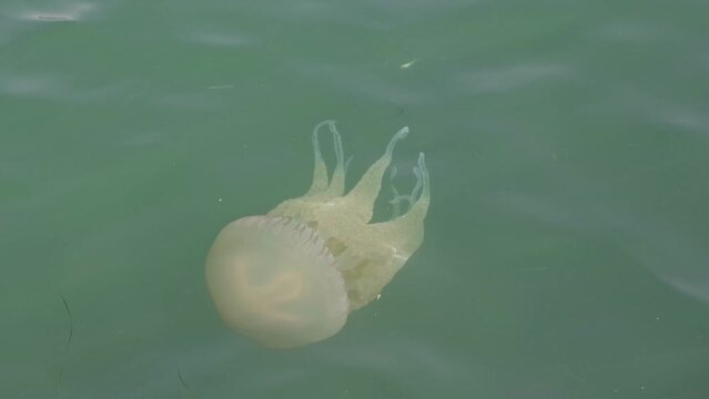 Jellyfish close up  swim on surface