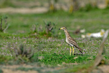  Eurasian Thick-knee // Triel (Burhinus oedicnemus)