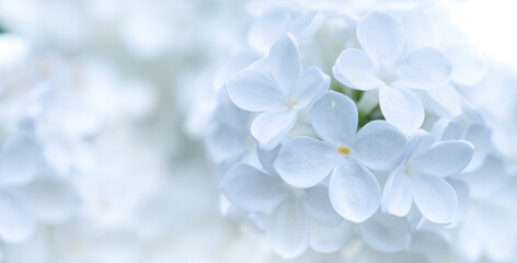 Serene Blossoms: White Lilacs Blooming Against a Soft Background