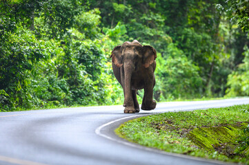 A female Asian elephant is walking on the road.