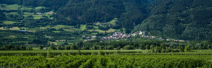 Obraz premium Rural landscape. Rows of fruit trees are growing. View of the fruit tree plantation. Growing. Panorama of an orchard with beautiful mountains in the background.