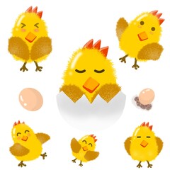 set of chicken