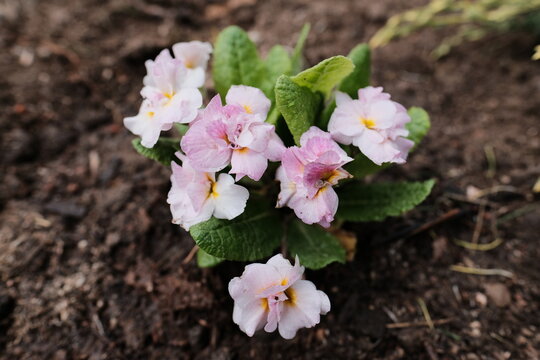 Primula rosea, Spring flowers. Blooming primrose or primula flowers in a garden